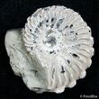 Inch Wide Euhoplites Ammonite - England #2395-1